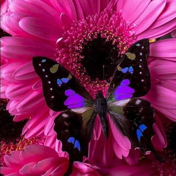 Meet your Posher, Yvonna - Picture 1 of 1